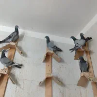 جوجه پلاکی|پرنده|اهواز, ۳۰ متری|دیوار