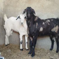 بز مری عربی