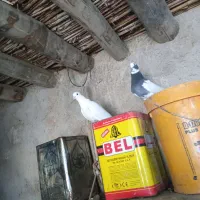 کبوتر|پرنده|ایوان, |دیوار