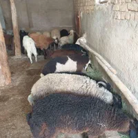 خرید دام زنده  از بازار دام و قصابی در محل|حیوانات مزرعه|بجنورد, |دیوار