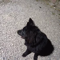 ژرمن بلک ماده|سگ|مینودشت, |دیوار