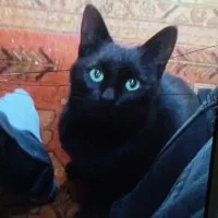 سرپرستی گربه مشکی