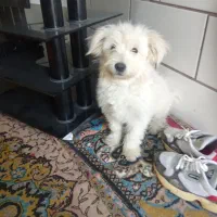 فروش توله سگ اپارتمانی