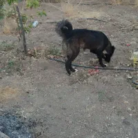 سگ ماده|سگ|مرودشت, فرهنگ|دیوار