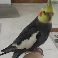 عروس هلندی فقط تعویض
