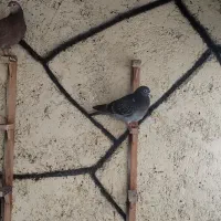 جوجه کبوتر|پرنده|تربت‌حیدریه, بالا ولایت|دیوار