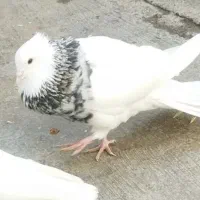 نر الماسی تک وسفیدنر و ماده شکلاتی|پرنده|کوهدشت, |دیوار