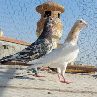 هفرنگ پرنده|پرنده|قزوین, |دیوار