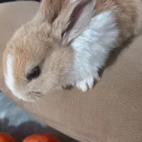 خرگوش های لپ|موش و خرگوش|آمل, |دیوار