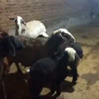 میش بره|حیوانات مزرعه|دورود, |دیوار