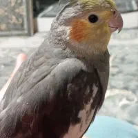 عروس هلندی نر رام سخنگو