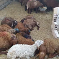 گوسفند زنده از وزن۳۵ کیلو به بالا بره|حیوانات مزرعه|مشهد, کشاورز|دیوار