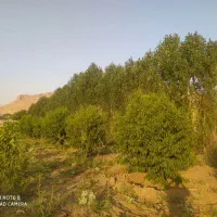باغ قزانچی پشت شرکت بنادر