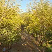 باغ چهار دیواری تک برگ سند اتوبان فرودگاه