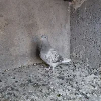 ارزان کفتر|حراج|رفسنجان, |دیوار