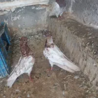 کفتر رنگی پرشی|پرنده|قم, انسجام|دیوار