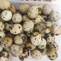 تخم بلدر چین