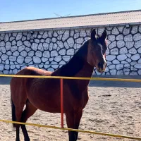 اسبعربمصری|اسب و تجهیزات اسبسواری|باقرشهر, |دیوار