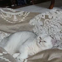 گربه بیریتیش