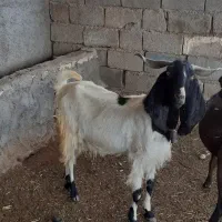 بز دوقلو زا افغانی