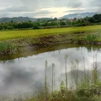 ۵ هکتار شالی|فروش دفتر صنعتی، کشاورزی، تجاری|اطاقور, |دیوار