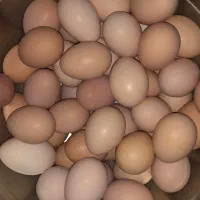 تخم مرغ محلی ارگانیک