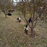 بز دوقلو|حیوانات مزرعه|بروجرد, |دیوار