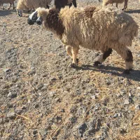 گوسفند قوچ و بره نر|حیوانات مزرعه|بندرعباس, |دیوار