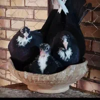 گم شده