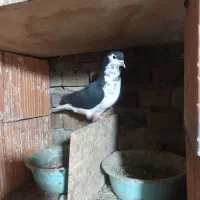 ۱ جفت آلمانی و چند تا رنگی|پرنده|گنبد کاووس, |دیوار