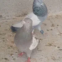 کفتر سینه نر