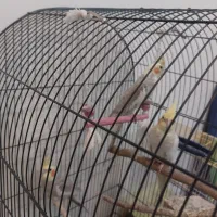 ۳ تا عروس هلندی آروم و زیبا|پرنده|کرج, شهرک بهارستان|دیوار