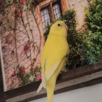 جوجه مرغ عشق دستی