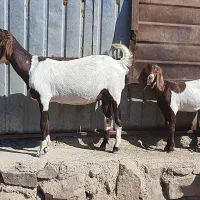 بز . بزغاله. میش بره