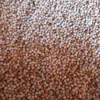 نخود/ حبوبات