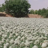 بذرپیاز قرمز درجه یک ۷پوست مال امسال هست|گل و گیاه طبیعی|میاندوآب, |دیوار