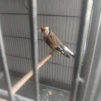 سهره جفتی سهره و قناری تضمینی کت باز صلیبی|پرنده|صباشهر, |دیوار