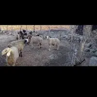 ۱۵ راس میش داشتی|حیوانات مزرعه|سوق, |دیوار