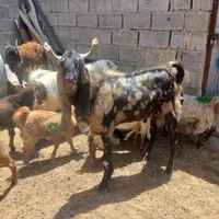 نربز پلنگی اصیل