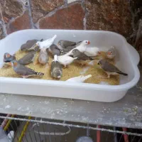 فنچ|پرنده|بندرعباس, |دیوار