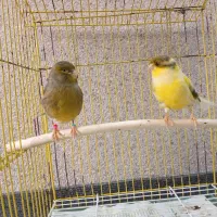 تعدادی قناری|پرنده|رودسر, |دیوار