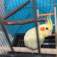 جفت عروس هلندی. با قفس