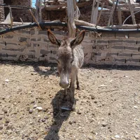 خر آروم واسه گله
