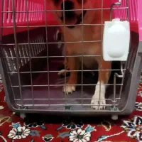 سگ بیستی خانگی  پیدا شده بادادن عکس تحویل بگیر