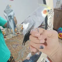 عروس دستی نر معاوضه با نر وحشی برای جفت