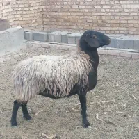 میش افشاری وشال