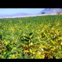 اکیپ کارگر دارم