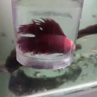 ماهی زینتی|ماهی|بندر ماهشهر, |دیوار