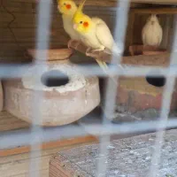 عروس هلندی لوتینو|پرنده|چابهار, |دیوار