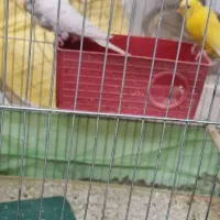 مرغ عشق